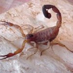 Escozul: il veleno dello scorpione che potrebbe combattere i tumori