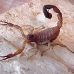 Escozul: il veleno dello scorpione che potrebbe combattere i tumori
