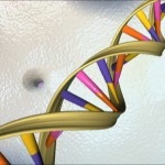 Identificato gene responsabile della Sclerosi Laterale Amiotrofica (SLA)