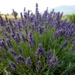 Olio essenziale di lavanda: a cosa serve?