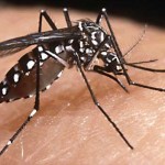 Come difendersi dalle zanzare