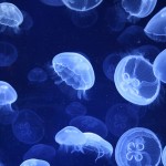 Puntura di medusa: tutti i rimedi