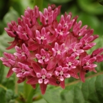 Milkweed, il fiore che ci allontana dai dolci