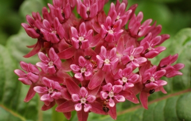 Milkweed, il fiore che ci allontana dai dolci