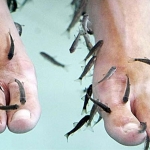 Fish pedicure: un trattamento singolare ma ricco di benefici